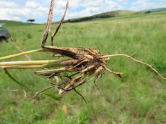 Hyparrhenia filipendula