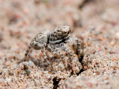 Aelurillus andreevae