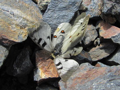 Parnassius nordmanni