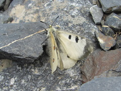 Parnassius nordmanni