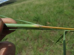 Hyparrhenia filipendula