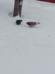 Columba livia domestica