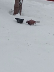 Columba livia domestica