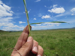 Hyparrhenia filipendula