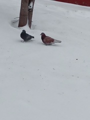 Columba livia domestica