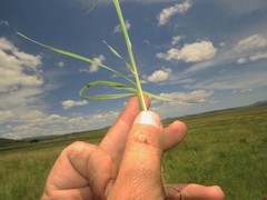 Hyparrhenia filipendula