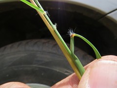 Hyparrhenia filipendula