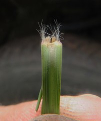 Hyparrhenia filipendula