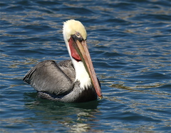 Pelecanus occidentalis