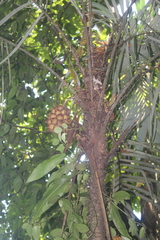 Astrocaryum mexicanum