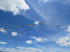 Hyparrhenia filipendula