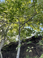 Gyrocarpus americanus