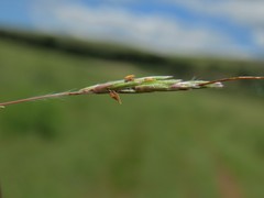 Hyparrhenia filipendula