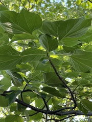 Gyrocarpus americanus