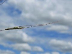 Hyparrhenia filipendula