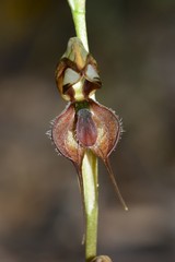 Pterostylis maxima
