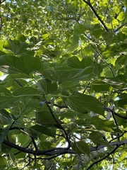 Gyrocarpus americanus