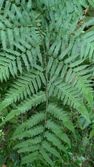 Diplazium taiwanense