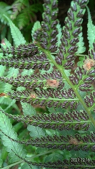 Diplazium taiwanense