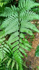 Diplazium taiwanense