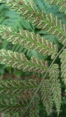 Diplazium taiwanense