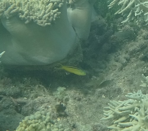 Tonga fangblenny (Meiacanthus tongaensis) — Blenniidae — 5
