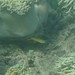 Green Canary Blenny - Photo (c) Hyongchan (David), some rights reserved (CC BY-NC), uploaded by Hyongchan (David)