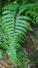 Microlepia krameri