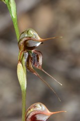 Pterostylis maxima