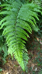 Microlepia krameri