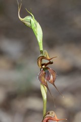 Pterostylis maxima