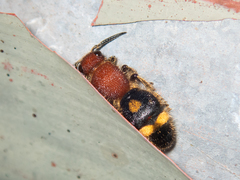 Odontomutilla uranioides