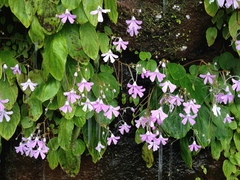 Impatiens acaulis