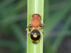 Odontomutilla uranioides