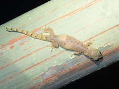 Hemiphyllodactylus hongkongensis