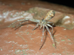 Tmarus taiwanus