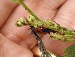 Calomela curtisi