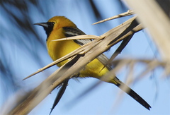 Icterus cucullatus