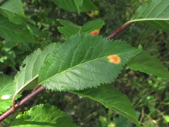 Polystigma rubrum