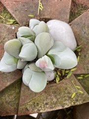 Gibbaeum album
