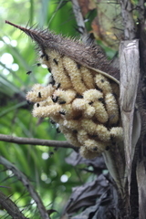 Astrocaryum mexicanum