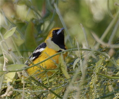 Icterus cucullatus