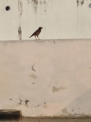 Acridotheres tristis