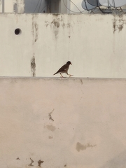 Acridotheres tristis