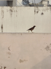 Acridotheres tristis