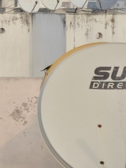 Acridotheres tristis