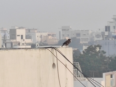 Acridotheres tristis