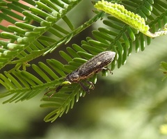 Rhinotia bimaculata