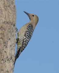 Melanerpes uropygialis