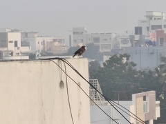 Acridotheres tristis